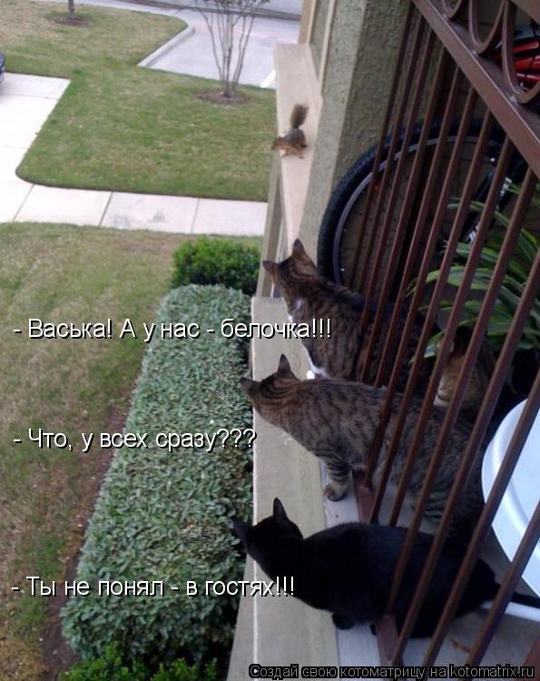 - Васька! А у нас - белочка!!! - Что, у всех сразу??? - Ты не понял - в гостях!!!... Котоматрица: - Васька! А у нас - белочка!!! - Что, у всех сразу??? - Ты не понял - в гостях!!!