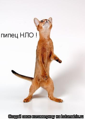 Котоматрица: пипец НЛО !