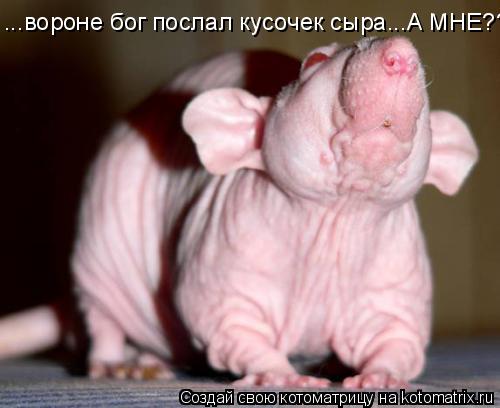 Котоматрица: ...вороне бог послал кусочек сыра...А МНЕ???