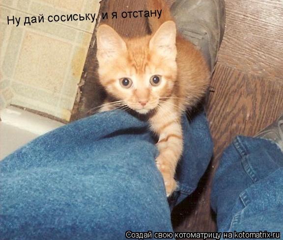 Котоматрица: Ну дай сосиську, и я отстану