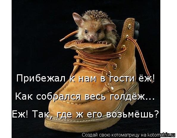 Котоматрица: Прибежал к нам в гости ёж! Как собрался весь голдёж... Еж! Так, где ж его возьмёшь?