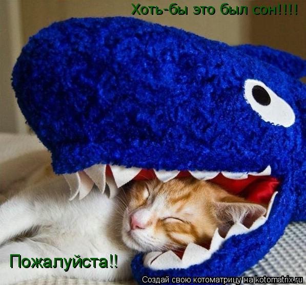 Котоматрица: Хоть-бы это был сон!!!! Пожалуйста!!