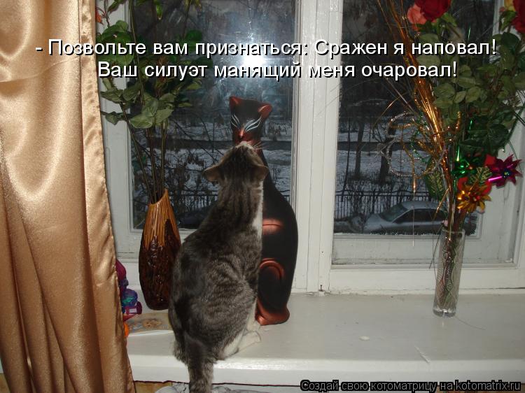 Котоматрица: - Позвольте вам признаться: Сражен я наповал! Ваш силуэт манящий меня очаровал!