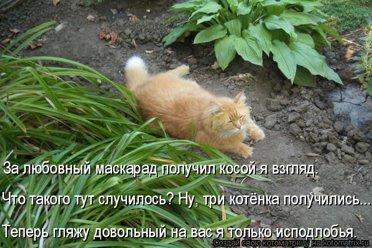 За любовный маскарад получил косой я взгляд. Что такого тут случилось? Ну, три котёнка получились... ... Котоматрица: За любовный маскарад получил косой я взгляд. Что такого тут случилось? Ну, три котёнка получились... Теперь гляжу довольный на вас я только и