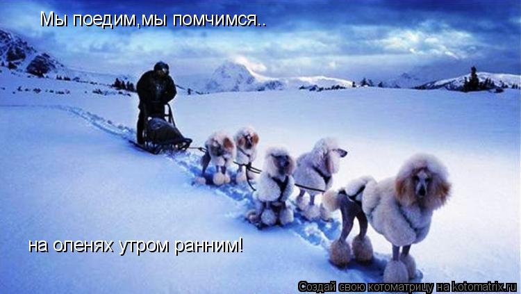 Мы поедим,мы помчимся.. на оленях утром ранним!... Котоматрица: Мы поедим,мы помчимся.. на оленях утром ранним!