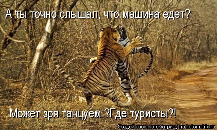 Котоматрица: А ты точно слышал, что машина едет? Может зря танцуем ?Где туристы?!