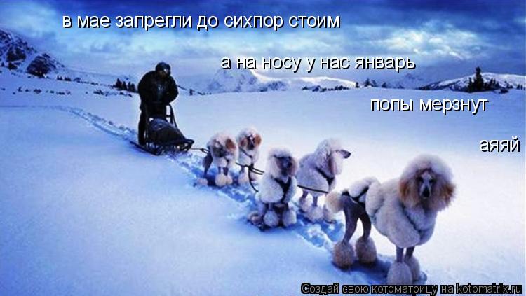 Котоматрица: в мае запрегли до сихпор стоим а на носу у нас январь попы мерзнут аяяй