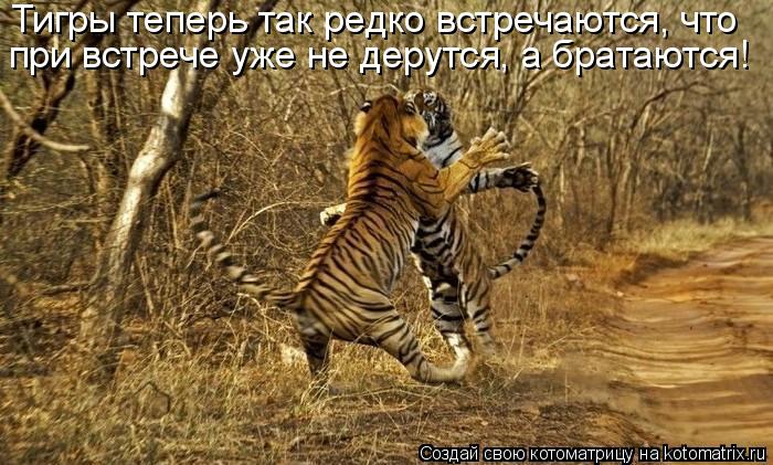 Котоматрица: Тигры теперь так редко встречаются, что при встрече уже не дерутся, а братаются!