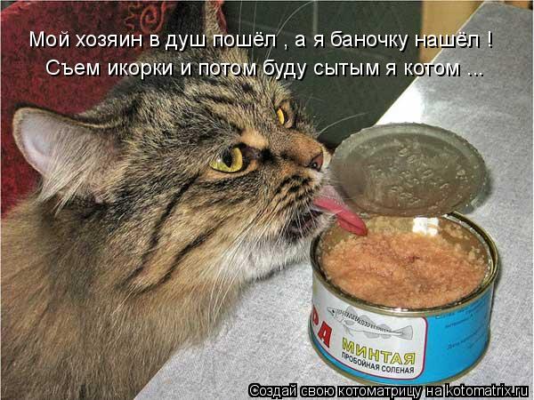 Котоматрица: Мой хозяин в душ пошёл , а я баночку нашёл ! Съем икорки и потом буду сытым я котом ...