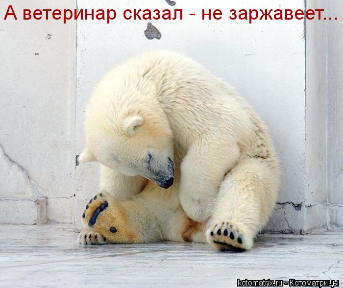 Котоматрица: А ветеринар сказал - не заржавеет...