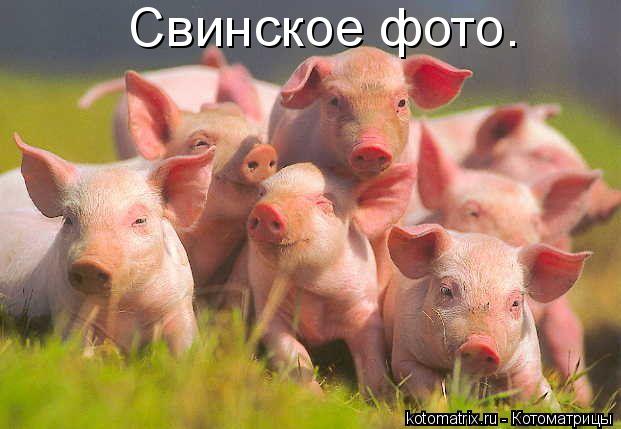 Котоматрица: Свинское фото.