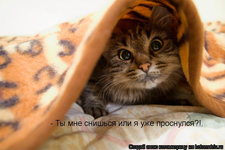 Котоматрица: - Ты мне снишься или я уже проснулся?!.