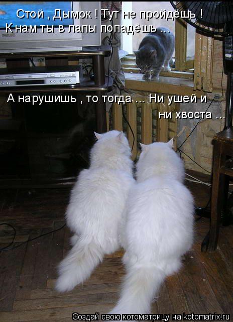 Котоматрица: Стой , Дымок ! Тут не пройдёшь ! К нам ты в лапы попадёшь ... А нарушишь , то тогда ... Ни ушей и  ни хвоста ...