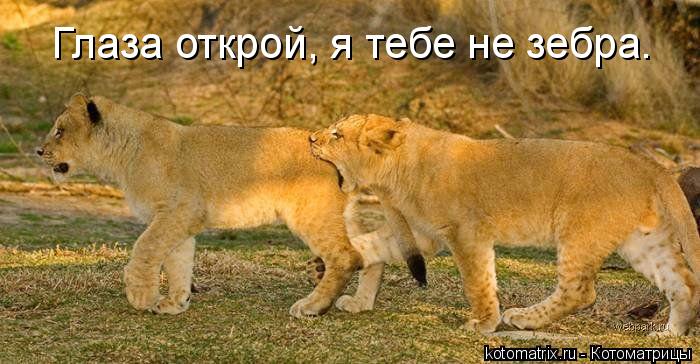 Котоматрица: Глаза открой, я тебе не зебра.