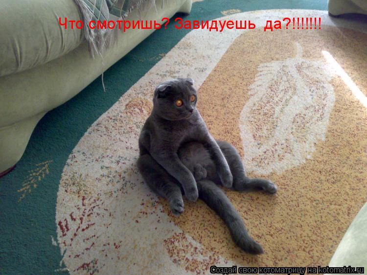 Котоматрица: Что смотришь? Завидуешь  да?!!!!!!!