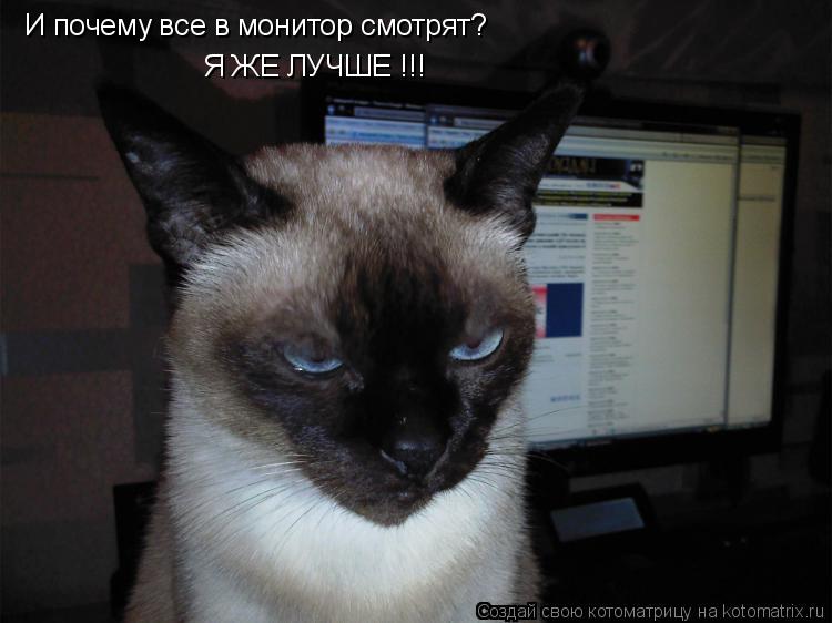 Котоматрица: И почему все в монитор смотрят? Я ЖЕ ЛУЧШЕ !!!