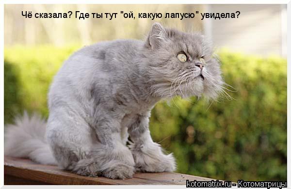 Котоматрица: Чё сказала? Где ты тут "ой, какую лапусю" увидела?