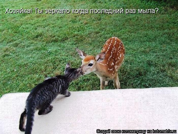 Котоматрица: Хозяйка! Ты зеркало когда последний раз мыла?