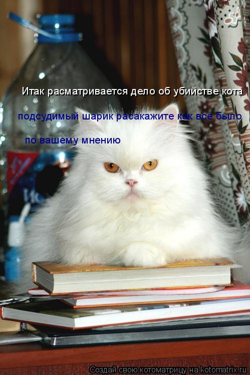 Итак расматривается дело об убийстве кота подсудимый шарик расакажите как все было по вашему мнению... Котоматрица: Итак расматривается дело об убийстве кота подсудимый шарик расакажите как все было по вашему мнению