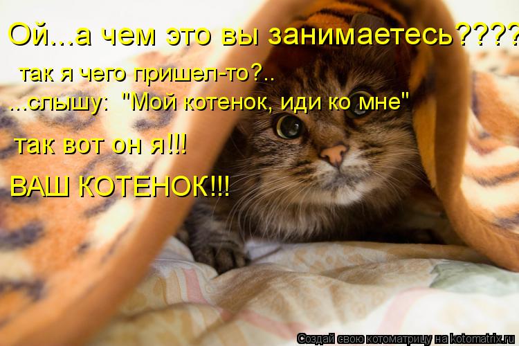 Котоматрица: Ой...а чем это вы занимаетесь???? так я чего пришел-то?.. ...слышу:  "Мой котенок, иди ко мне" так вот он я!!! ВАШ КОТЕНОК!!!