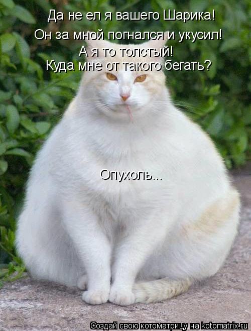 Котоматрица: Да не ел я вашего Шарика! Он за мной погнался и укусил! А я то толстый! Куда мне от такого бегать? Опухоль...