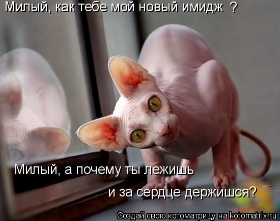 Котоматрица: Милый, как тебе мой новый имидж Милый, а почему ты лежишь и за сердце держишся? ?