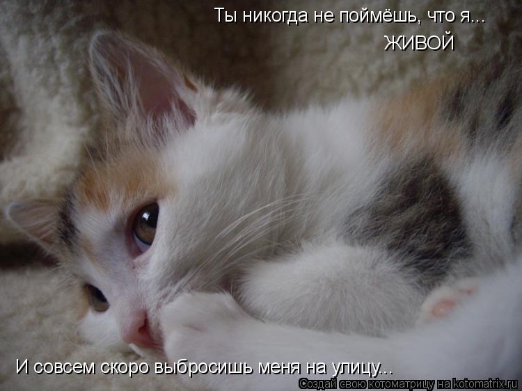 Котоматрица: Ты никогда не поймёшь, что я... ЖИВОЙ И совсем скоро выбросишь меня на улицу...