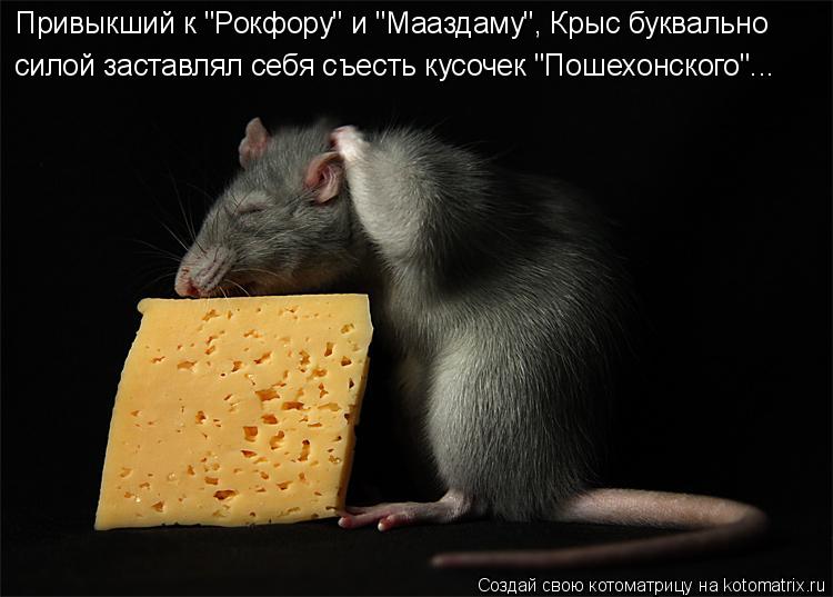 Привыкший к "Рокфору" и "Мааздаму", Крыс буквально силой заставлял себя съесть кусочек "Пошехонского"... Котоматрица: Привыкший к "Рокфору" и "Мааздаму", Крыс буквально силой заставлял себя съесть кусочек "Пошехонского"...