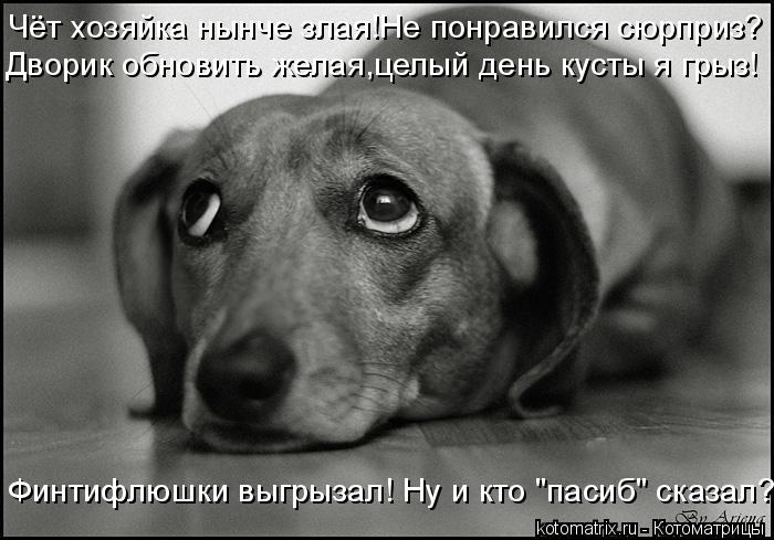 Чёт хозяйка нынче злая!Не понравился сюрприз? Дворик обновить желая,целый день кусты я грыз! Финтифлю... Котоматрица: Чёт хозяйка нынче злая!Не понравился сюрприз? Дворик обновить желая,целый день кусты я грыз! Финтифлюшки выгрызал! Ну и кто "пасиб" сказал?