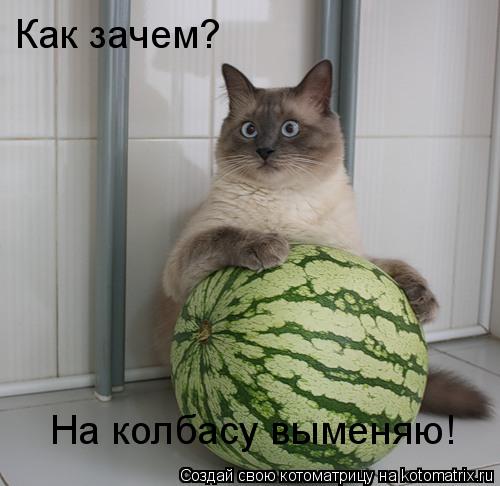 Как зачем? На колбасу выменяю!... Котоматрица: Как зачем? На колбасу выменяю!