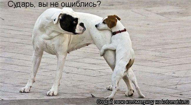 Котоматрица: Сударь, вы не ошиблись?