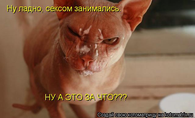Котоматрица: Ну ладно, сексом занимались. НУ А ЭТО ЗА ЧТО???