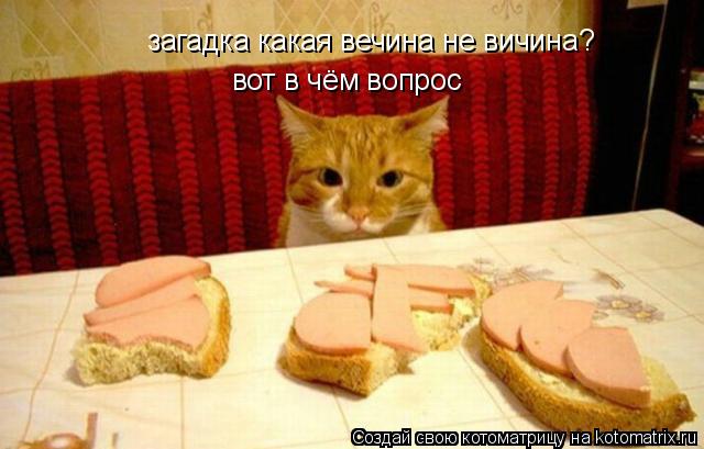 Котоматрица: загадка какая вечина не вичина? вот в чём вопрос