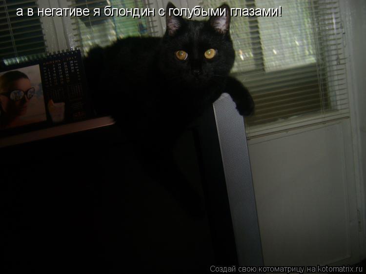 Котоматрица: а в негативе я блондин с голубыми глазами!