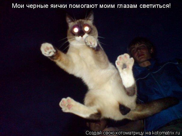 Мои черные яички помогают моим глазам светиться!... Котоматрица: Мои черные яички помогают моим глазам светиться!