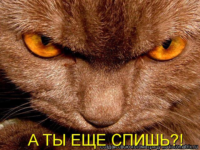 А ТЫ ЕЩЕ СПИШЬ?!... Котоматрица: А ТЫ ЕЩЕ СПИШЬ?!
