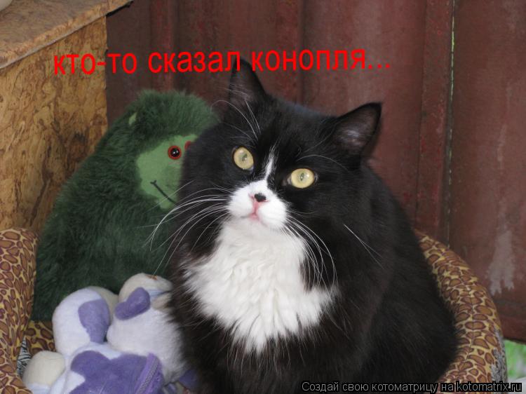 Котоматрица: кто-то сказал конопля...