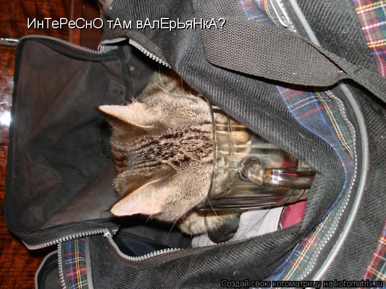 Котоматрица: ИнТеРеСнО тАм вАлЕрЬяНкА?