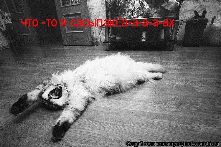 Котоматрица: что -то я сасыпаю!а-а-а-а-ах