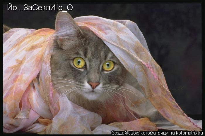Котоматрица: Йо...ЗаСеклИ!о_О