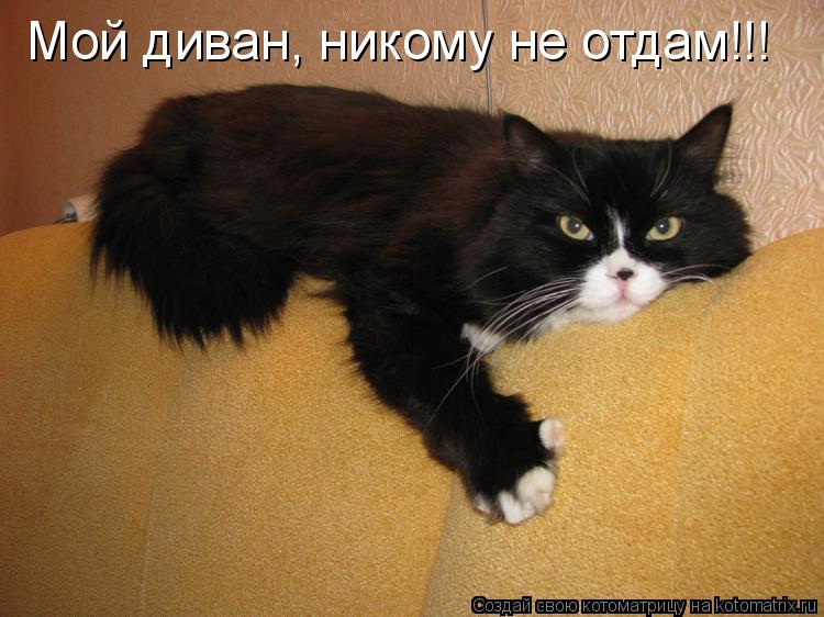 Котоматрица: Мой диван, никому не отдам!!!