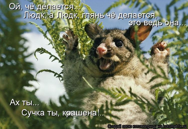 Ой, чё делается... Людк, а Людк, глянь чё делается, это ведь она... Ах ты... Сучка ты, крашена!..... Котоматрица: Ой, чё делается... Людк, а Людк, глянь чё делается, это ведь она... Ах ты... Сучка ты, крашена!..