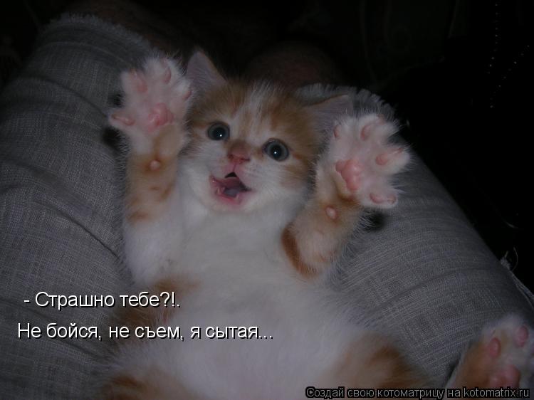 - Страшно тебе?!. Не бойся, не съем, я сытая...... Котоматрица: - Страшно тебе?!. Не бойся, не съем, я сытая...