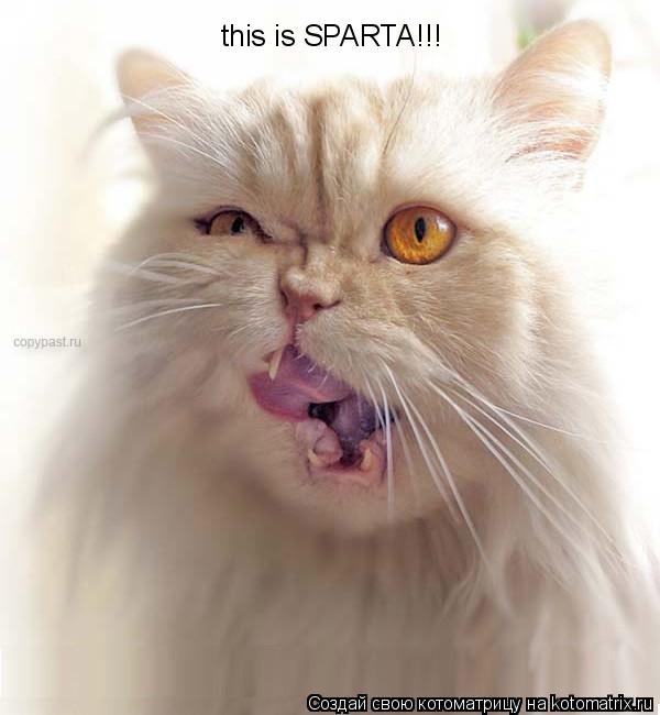 this is SPARTA!!!... Котоматрица: this is SPARTA!!!