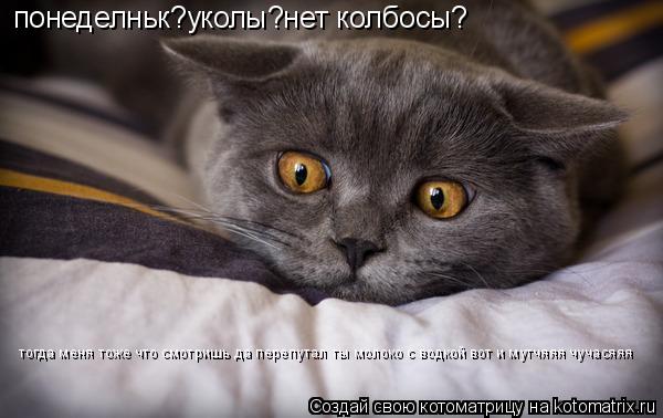 понеделньк?уколы?нет колбосы? тогда меня тоже что смотришь да перепутал ты молоко с водкой вот и мутч... Котоматрица: понеделньк?уколы?нет колбосы? тогда меня тоже что смотришь да перепутал ты молоко с водкой вот и мутчяяя чучасяяя