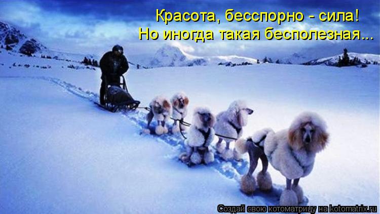Красота, бесспорно - сила! Но иногда такая бесполезная...... Котоматрица: Красота, бесспорно - сила! Но иногда такая бесполезная...