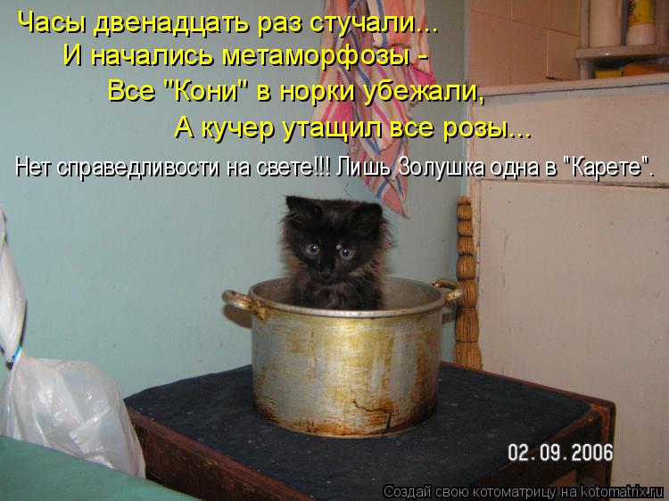 Часы двенадцать раз стучали... И начались метаморфозы - Все "Кони" в норки убежали, А кучер утащил в... Котоматрица: Часы двенадцать раз стучали... И начались метаморфозы - Все "Кони" в норки убежали, А кучер утащил все розы... Нет справедливости на свете!!! Ли