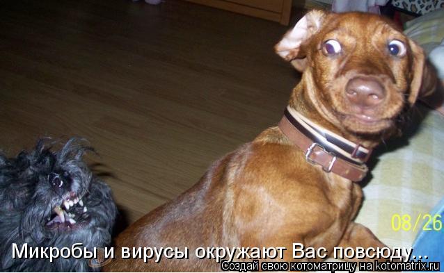 Котоматрица: Микробы и вирусы окружают Вас повсюду...