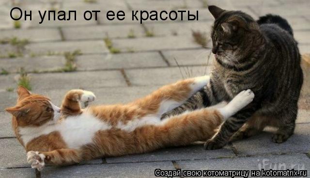 Котоматрица: Он упал от ее красоты