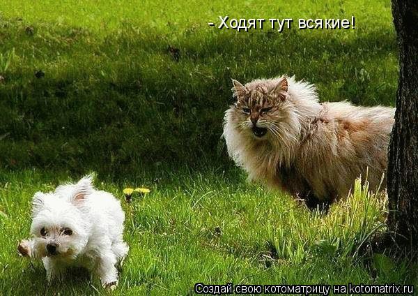 Котоматрица: - Ходят тут всякие!